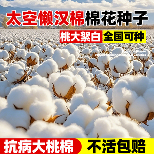 太空懒汉棉花种子高产抗病抗虫棉花种籽春季南方大田种植棉花种孑