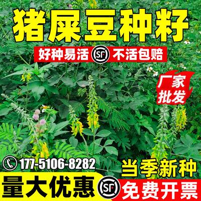 猪屎豆护坡灌木种子胡枝紫
