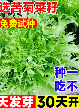 苦菊菜种籽苣蔬子高产茼蒿