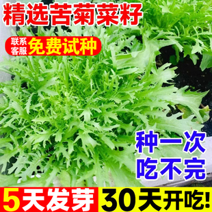 苦菊菜种籽苦苣蔬菜种子高产茼蒿空心菜生菜盆栽四季种植种孑大全