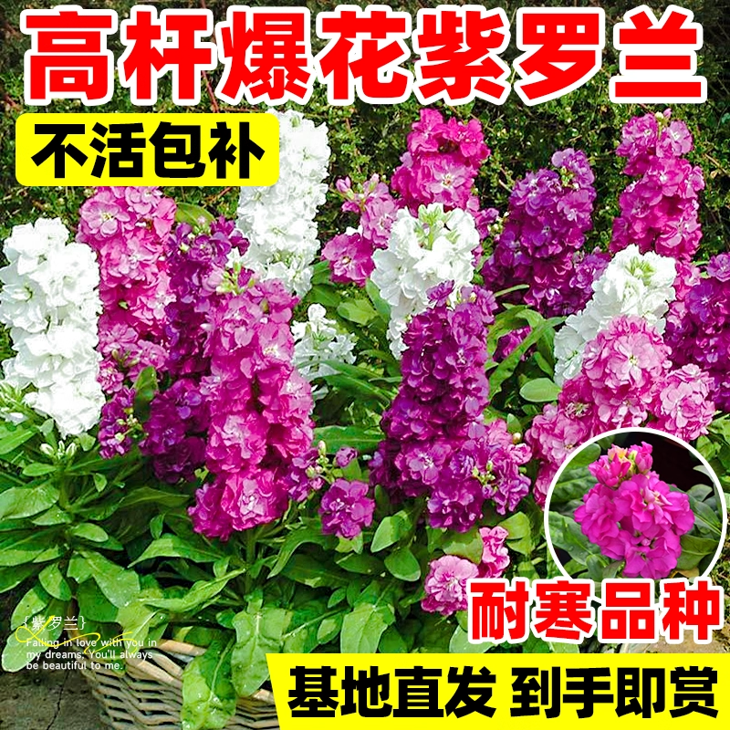 紫罗兰盆栽带花角堇花苗耐寒花卉绿植耐冻室内外阳台庭院好养植物