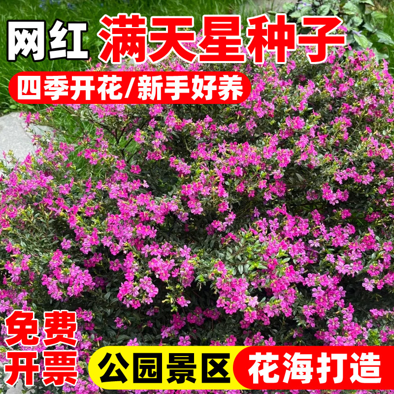 粉色满天星种籽四季开花白色花卉图片