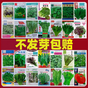 野菜种子大全四季蔬菜种籽生荠荠菜马齿苋大叶荆芥苦麻菜冰菜种孑