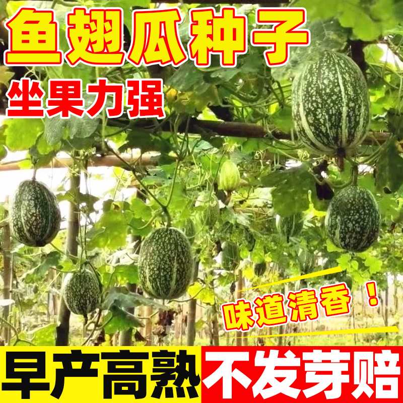 鱼翅瓜种子孑四季早熟高产庭院易活丰产金丝角瓜种籽天然粉丝瓜种