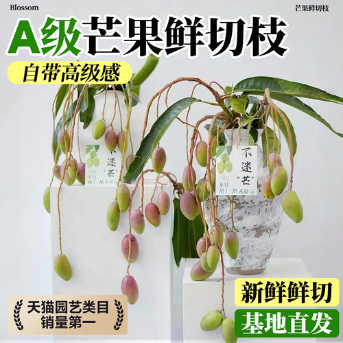 芒果鲜切枝不迷茫办公室桌面情