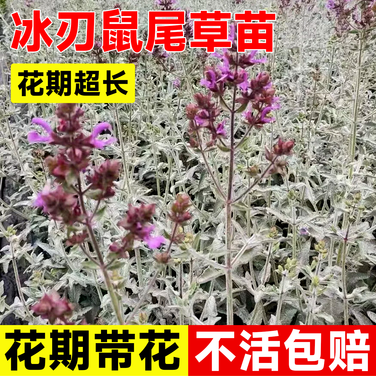 林荫冰刃鼠尾草盆栽四月夜