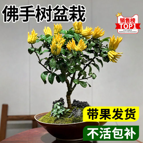 佛手树盆栽金华盆景香薰可食用新