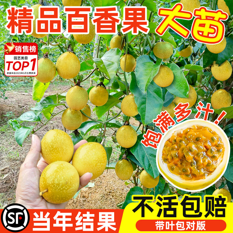 广西钦蜜9号百香果纯甜苗图片