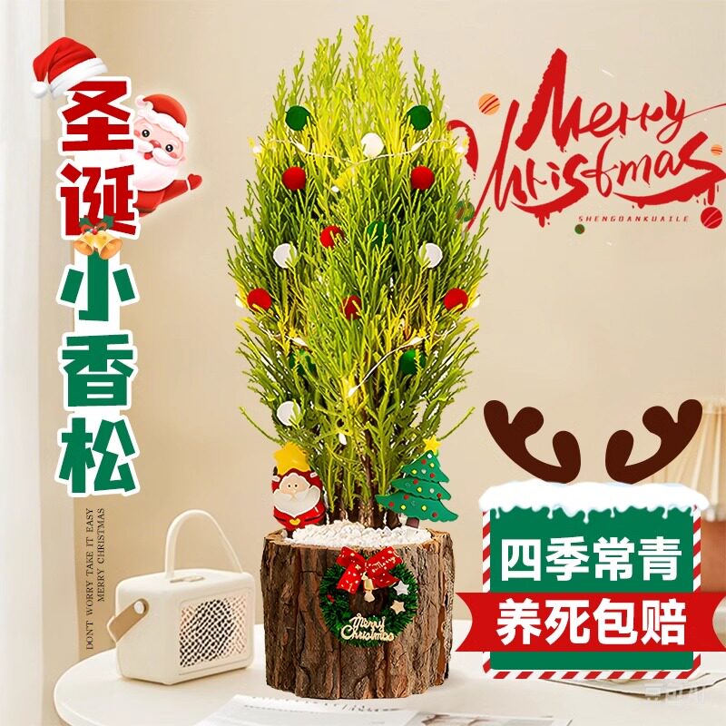 圣诞树小香松盆栽办公桌面常青绿图片