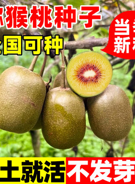 猕猴桃种子树苗红心徐香