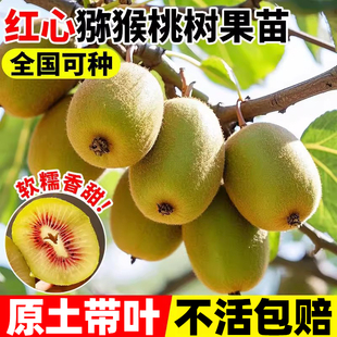 红心猕猴桃树果苗爬藤大苗耐寒南北方公母同株徐香软枣猕猴桃树苗