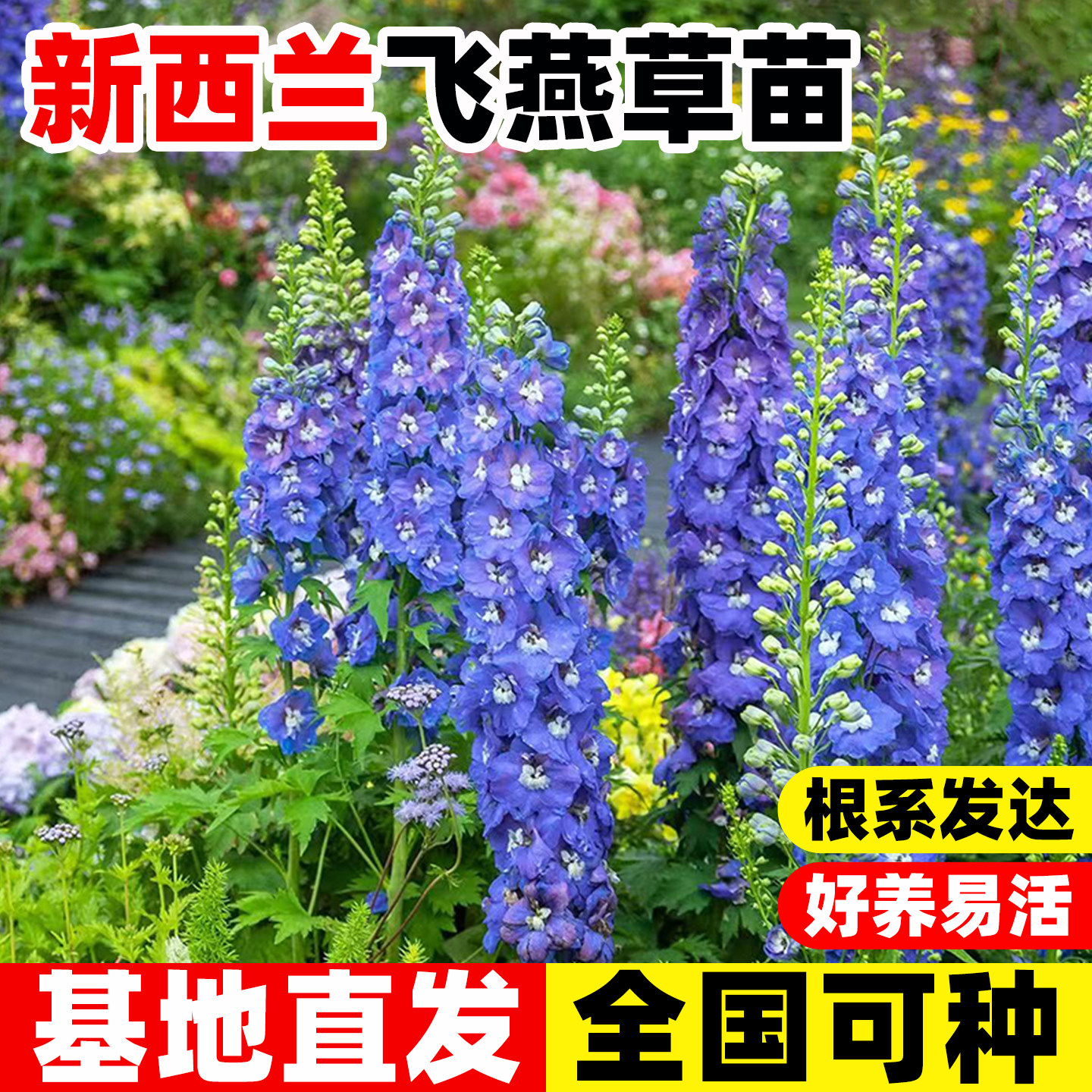 新西兰飞燕草花苗四季线性植物阳