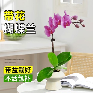 蝴蝶兰盆栽带花苞花苗室内阳台鲜花植物花期超长的花卉易养活四季