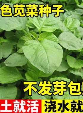 绿苋菜种子四季种植盆栽阳台