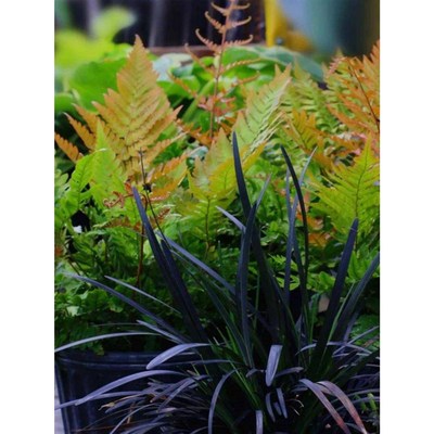 彩虹蕨红盖鳞毛蕨室内盆栽庭院花园观叶植物四S季长青耐寒富贵蕨