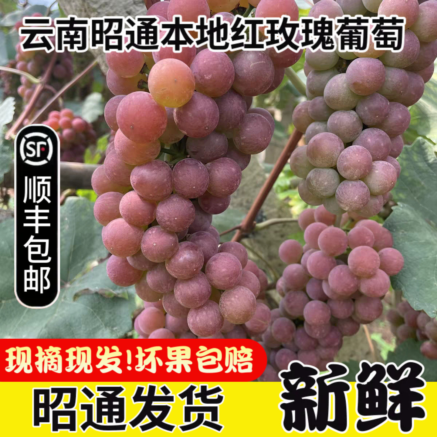 昭通本地红玫瑰葡萄无籽小葡萄