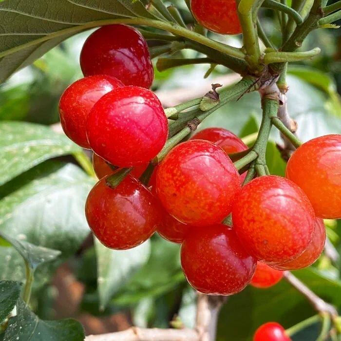 云南四川贵州老品种小樱桃树苗土樱桃中华小樱桃国产樱桃嫁接果苗