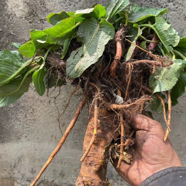 土大黄根新鲜现挖红筋大黄化雪莲鲜大青老根羊蹄根牛耳大黄中药材