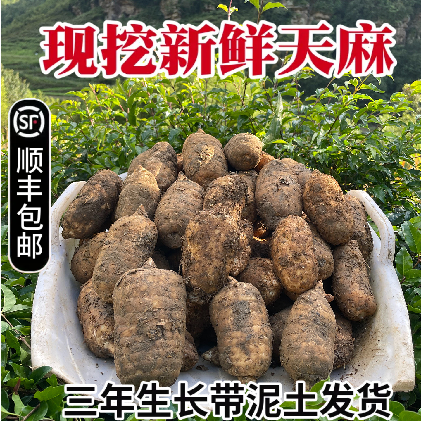 云南昭通小草坝新鲜天麻新货现挖