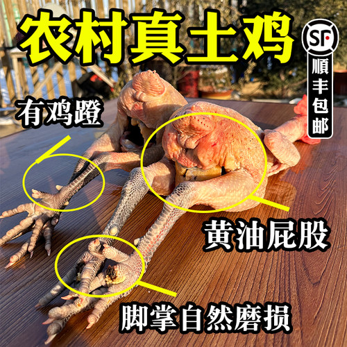 东北散养现杀土鸡农村省内可活寄