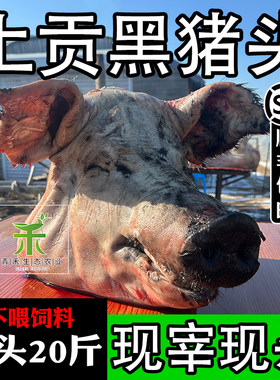 猪头生新鲜东北正宗散养黑猪土猪整头肉皮带耳朵去骨冷冻上贡公猪
