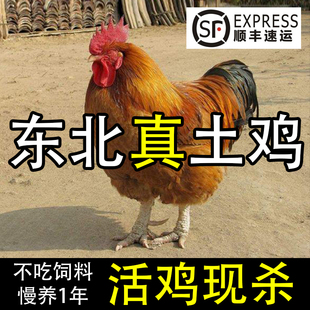 东北公鸡活鸡土鸡农家散养正宗农村小笨鸡新鲜现杀溜达鸡肉老母鸡