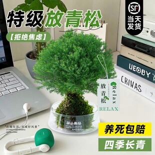 【放青松绿植】雾凇苔藓球办公室桌面摆件盆栽创意工位放轻松植物