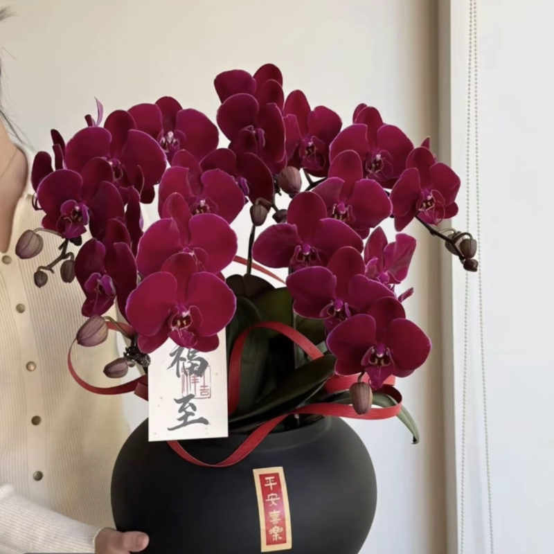 蝴蝶兰花苗带花剑带花苞盆栽兰花大苗客厅室内植物花卉四季好养活