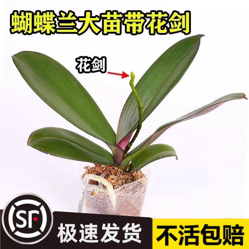 蝴蝶兰盆栽带花苞花苗带花剑兰花大苗客厅室内植物花卉四季好养活