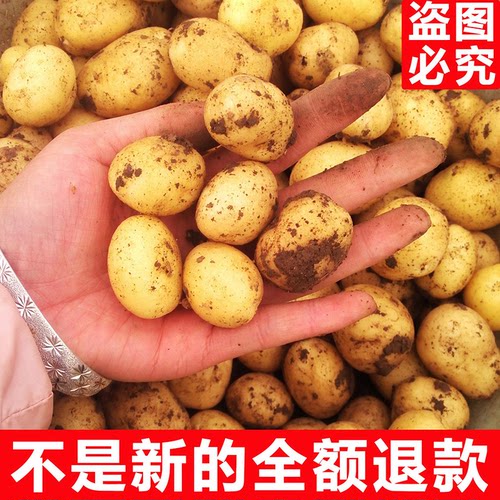 【2025年新货】农家自种老品种黄心迷你新鲜小土豆洋芋马铃薯
