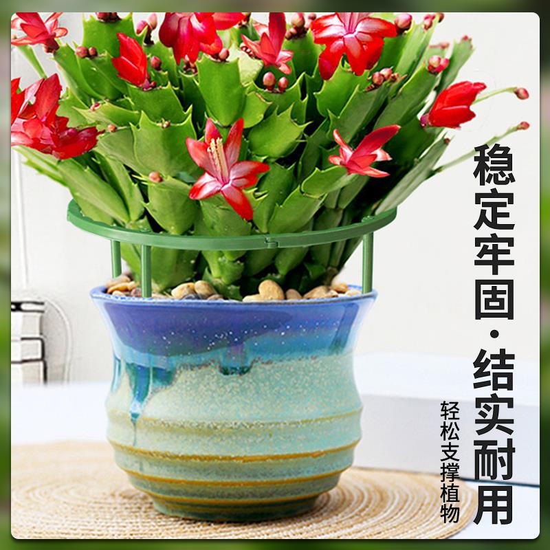 蟹爪兰专用支架植物防倒