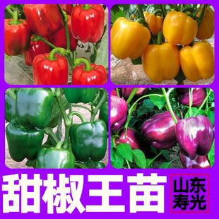 壽光大果五彩甜椒苗秧紅黃綠紫五彩椒方椒太空水果椒四季 盆栽陽臺