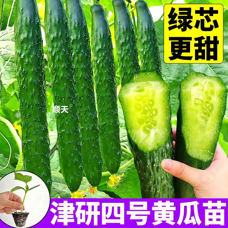 绿芯更甜 津研四号黄瓜苗秧四季水果黄瓜盆栽地栽春秋大黄瓜种子