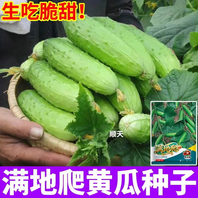 免搭架满地爬水果黄瓜种子高产