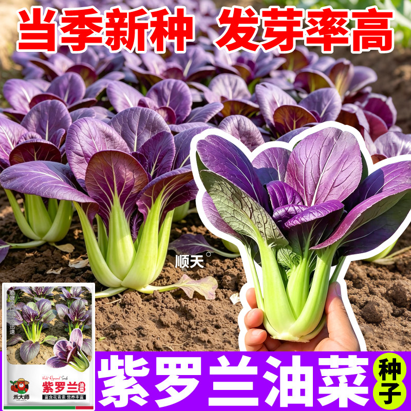 正品紫罗兰油菜种子紫妃上海青紫家庭园艺种子