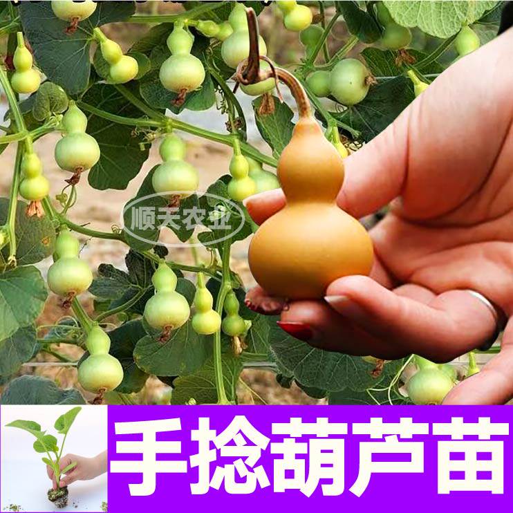 文玩手捻葫芦秧苗带土球小亚腰大酒观赏食用庭院盆栽各种葫芦种子