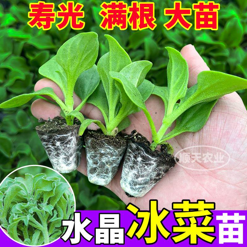 寿光水晶冰菜苗秧冰草苗种子四季小院阳台盆栽易种植带土培育高产