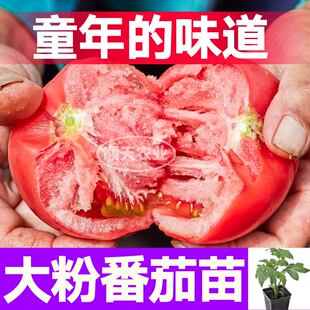 压趴架大粉番茄苗秧红黄黑白小柿子种子籽春秋盆栽高产带土球寿光