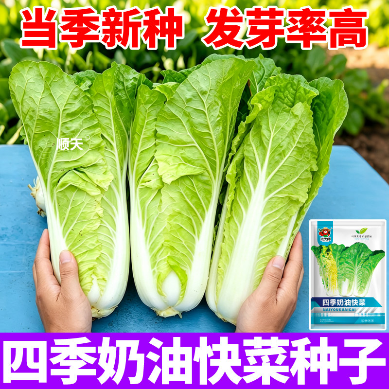 正品奶油快菜种子新鲜爽口速生小白菜阳台农家四季易播种蔬菜种籽