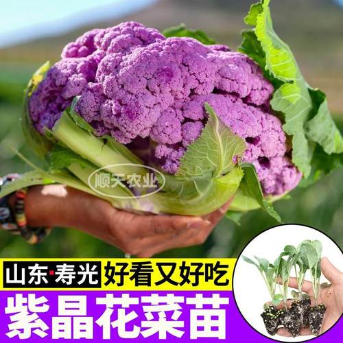 四季紫晶花菜苗秧好吃好看紫晶一号种子紫绿花椰菜松花菜四季阳台