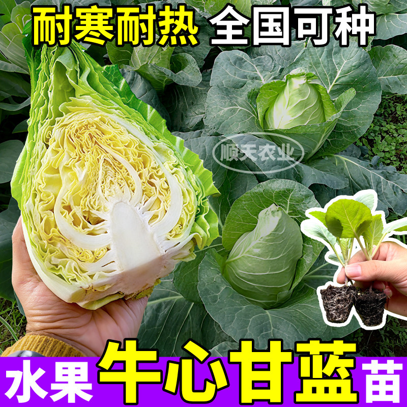 牛心甘蓝苗秧包菜水果甘蓝苗四季种植阳台小院大田蔬菜尖包菜种子