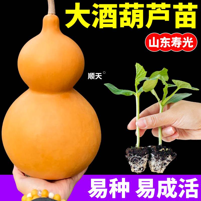 寿光直发 大酒葫芦苗秧四季高产文玩八宝手捻小亚腰葫芦种子盆栽