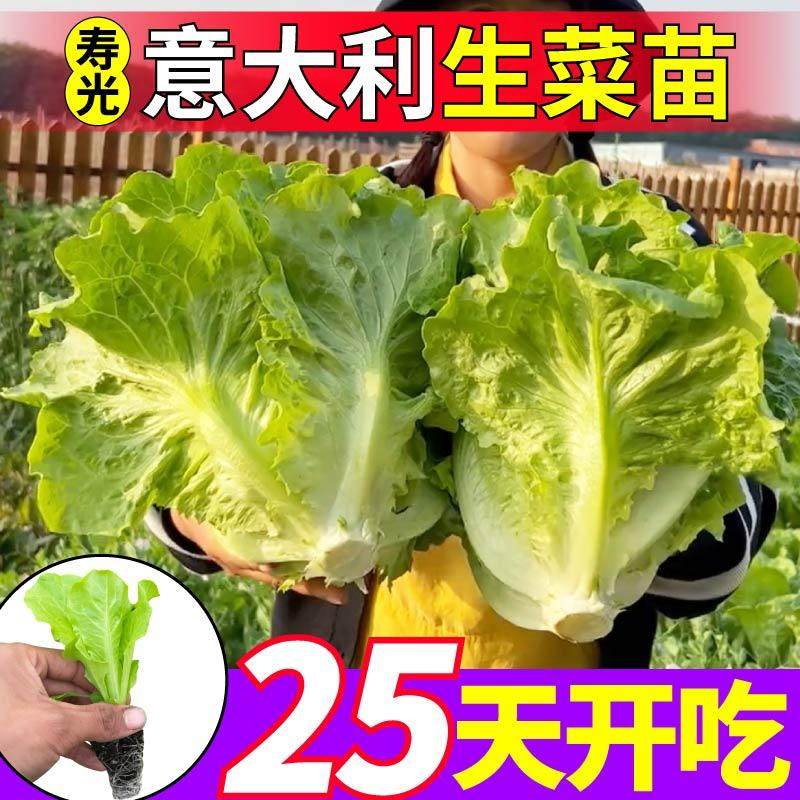 速生意大利生菜苗秧结球红皱大速生菜种子四季盆栽绿色蔬菜苗阳台