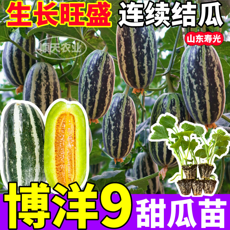 博洋九甜瓜苗秧特高产绿宝石冰糖子羊角蜜甜瓜种子四季阳台盆栽