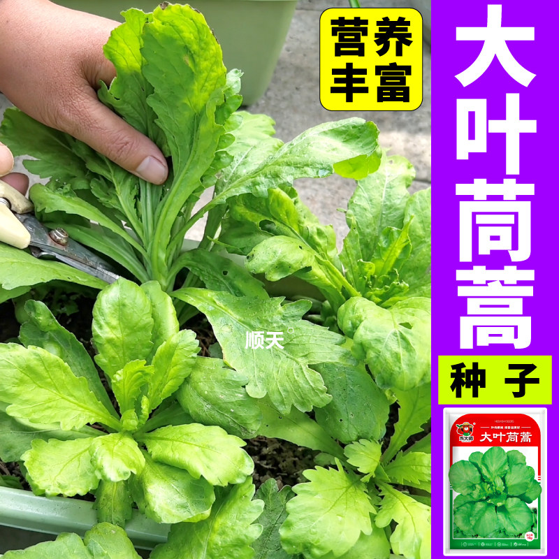 清香大叶茼蒿种子耐寒抗病性高
