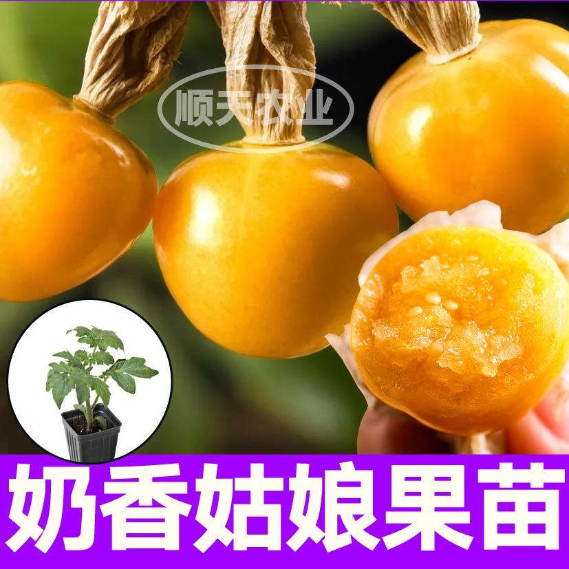 超甜大果奶香姑娘果苗秧灯笼紫姑娘果种子四季高产盆栽带土球寿光