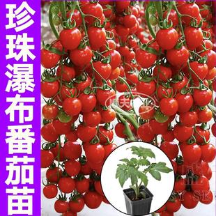 超甜珍珠瀑布小番茄秧苗帶土球多汁紅黃黑圣女果小柿子種子籽庭院
