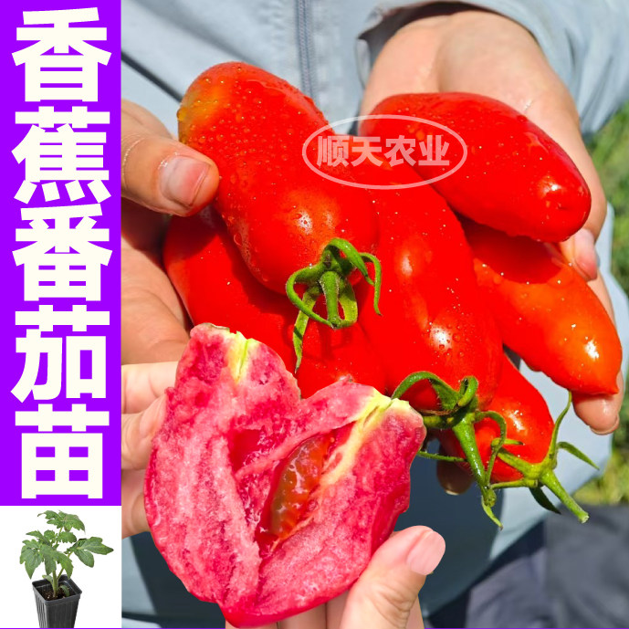 奶油香蕉番茄苗秧带土球皮薄爆甜沙瓤美人蕉番茄阳台小院盆栽种子