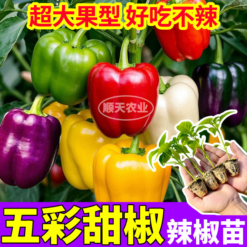 五彩甜椒辣椒苗秧四季超大果好吃不辣阳台盆栽红黄绿紫白甜椒种子
