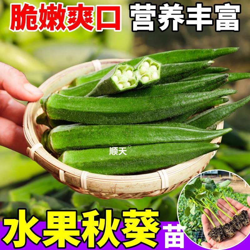 不易老 水果秋葵苗秧脆嫩爽口红绿秋葵种子四季盆栽农家小院种植